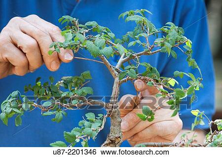 Stock Photograph - Tending Bonsai Plant.. Fotosearch