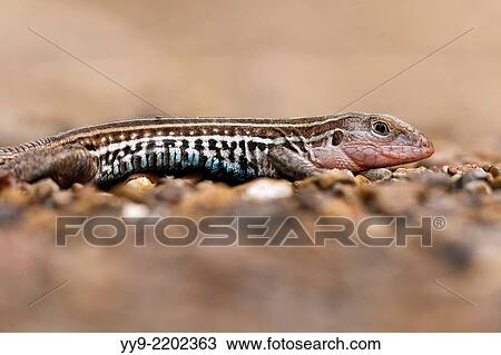 Texas Spotted Whiptail Lizard - Camp Lula Sams - Brownsville, Texas USA. View Large Photo Image Stock Image - Texas Spotted Whiptail Lizard - Camp Lula Sams - Brownsville, Texas USA.. Fotosearch