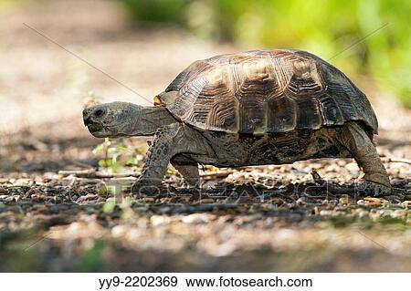Texas Tortoise (Gopherus berlandieri) - Camp Lula Sams - Brownsville, Texas USA. View Large Photo Image Stock Photo - Texas Tortoise (Gopherus berlandieri) - Camp Lula Sams - Brownsville, Texas USA.. Fotosearch