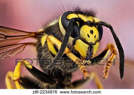 The German wasp has typical wasp colours of black and yellow. It is very similar to the common wasp (Vespula vulgaris), but its face has three tiny black dots. View Large Photo Image Stock Photograph - The German wasp has typical wasp colours of black and yellow. It is very similar to the common wasp (Vespula vulgaris), but its face has three tiny black dots.. Fotosearch