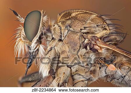 The short, strong proboscis of robber flies is used to stab and inject victims with saliva containing neurotoxic and proteolytic enzymes which paralyze and digest the insides; the fly then sucks the liquefied meal through the proboscis. View Large Photo Image Picture - The short, strong proboscis of robber flies is used to stab and inject victims with saliva containing neurotoxic and proteolytic enzymes which paralyze and digest the insides; the fly then sucks the liquefied meal through the proboscis.. Fotosearch