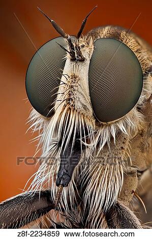 The short, strong proboscis of robber flies is used to stab and inject victims with saliva containing neurotoxic and proteolytic enzymes which paralyze and digest the insides; the fly then sucks the liquefied meal through the proboscis. View Large Photo Image Stock Photo - The short, strong proboscis of robber flies is used to stab and inject victims with saliva containing neurotoxic and proteolytic enzymes which paralyze and digest the insides; the fly then sucks the liquefied meal through the proboscis.. Fotosearch