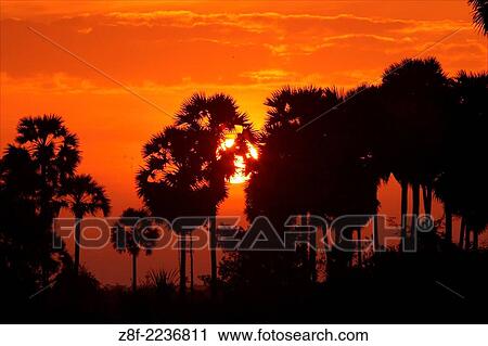 The sun rises behind palms near Siem Reap in Cambodia. View Large Photo Image Stock Image - The sun rises behind palms near Siem Reap in Cambodia.. Fotosearch