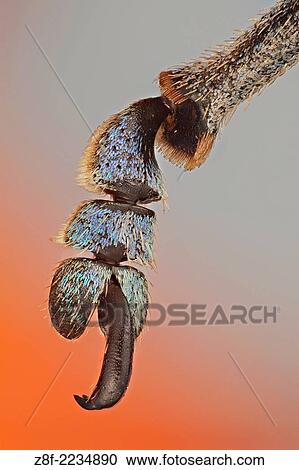 These weevils are among the most colorfull ones in the world; detail of the claw showing the colorful scales that cover it. View Large Photo Image Stock Image - These weevils are among the most colorfull ones in the world; detail of the claw showing the colorful scales that cover it.. Fotosearch