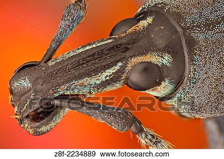 These weevils are among the most colorfull ones in the world. View Large Photo Image Stock Photo - These weevils are among the most colorfull ones in the world.. Fotosearch
