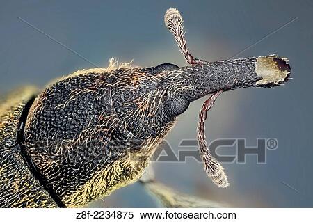 They are usually small, less than 6 millimetres in length, and herbivorous. There are over 60, 000 species in several families, mostly in the family Curculionidae. View Large Photo Image Stock Photography - They are usually small, less than 6 millimetres in length, and herbivorous. There are over 60, 000 species in several families, mostly in the family Curculionidae.. Fotosearch