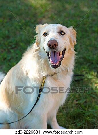 This golden retriever mix is full of the joy of life. View Large Photo Image Stock Image - This golden retriever mix is full of the joy of life.. Fotosearch