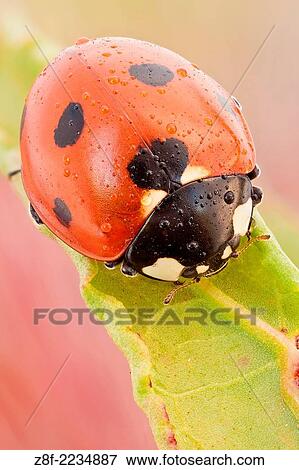 This is the most common ladybird in Europe, introduced in many countries as pests control agents as they are voracious predators of aphids. View Large Photo Image Stock Photo - This is the most common ladybird in Europe, introduced in many countries as pests control agents as they are voracious predators of aphids.. Fotosearch