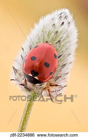Stock Photograph - This is the most common ladybird in Europe, introduced in many countries as pests control agents as they are voracious predators of aphids.. Fotosearch