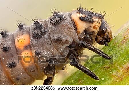Stock Photography - This is the most common ladybird in Europe, introduced in many countries as pests control agents as they are voracious predators of aphids.. Fotosearch