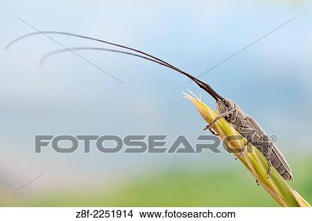This particular species of longhorn beetle can damage cereal crops but not to an extent of being considered a pest. View Large Photo Image Picture - This particular species of longhorn beetle can damage cereal crops but not to an extent of being considered a pest.. Fotosearch