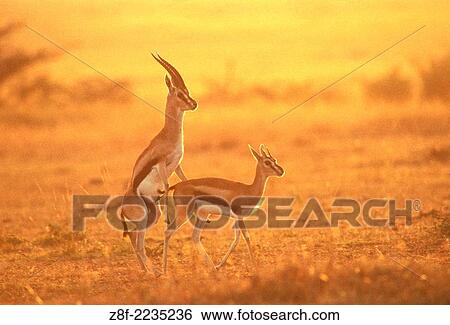 Thomson´s gazelle (Eudorcas thomsonii), Masai Mara, Kenya. View Large Photo Image Stock Photograph - Thomson´s gazelle (Eudorcas thomsonii), Masai Mara, Kenya.. Fotosearch