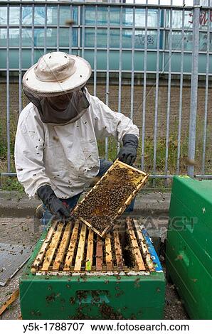 Tilburg, Netherlands. An urban beekeeper, taking care of his bees on an urban location in the city. View Large Photo Image Stock Photo - Tilburg, Netherlands. An urban beekeeper, taking care of his bees on an urban location in the city.. Fotosearch