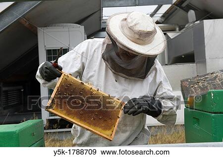 Tilburg, Netherlands. An urban beekeeper, taking care of his bees on an urban rooftop in the city. View Large Photo Image Stock Photo - Tilburg, Netherlands. An urban beekeeper, taking care of his bees on an urban rooftop in the city.. Fotosearch