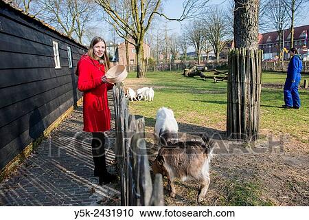 Tilburg, Netherlands. Female volunteer to a daycare centre for mentally challenged people monitoring the animals in the petting farm. View Large Photo Image Stock Image - Tilburg, Netherlands. Female volunteer to a daycare centre for mentally challenged people monitoring the animals in the petting farm.. Fotosearch