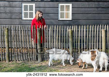 Tilburg, Netherlands. Female volunteer to a daycare centre for mentally challenged people monitoring the animals in the petting farm. View Large Photo Image Stock Image - Tilburg, Netherlands. Female volunteer to a daycare centre for mentally challenged people monitoring the animals in the petting farm.. Fotosearch