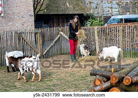 Tilburg, Netherlands. Female volunteer at a daycare centre for mentaly disabled people, taking care of farm animals. View Large Photo Image Stock Photo - Tilburg, Netherlands. Female volunteer at a daycare centre for mentaly disabled people, taking care of farm animals.. Fotosearch