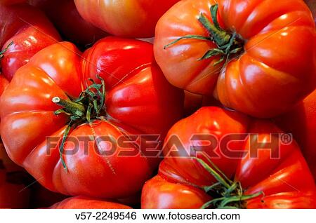 Tomatoes, close view. Still life. View Large Photo Image Stock Photograph - Tomatoes, close view. Still life.. Fotosearch