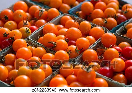 Tomatoes. View Large Photo Image Stock Image - Tomatoes.. Fotosearch