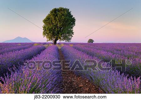Tree in Lavender field (Lavendula augustifolia), Valensole, Plateau de Valensole, Alpes-de-Haute-Provence, Provence-Alpes-Cote d´Azur, Provence, France. View Large Photo Image Stock Image - Tree in Lavender field (Lavendula augustifolia), Valensole, Plateau de Valensole, Alpes-de-Haute-Provence, Provence-Alpes-Cote d´Azur, Provence, France.. Fotosearch