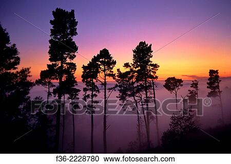 Trees and fog at sunset from the Berkeley Hills, CALIFORNIA. View Large Photo Image Stock Image - Trees and fog at sunset from the Berkeley Hills, CALIFORNIA.. Fotosearch