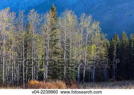 Stock Image - Trees at Hillside Meadows in the Banff National Park, Alberta, Canada. Fotosearch