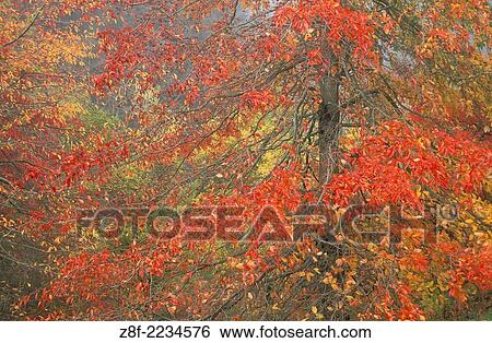 Trees in Fall color along Wildwood Trail, Washington Park, Portland, Oregon. View Large Photo Image Stock Photograph - Trees in Fall color along Wildwood Trail, Washington Park, Portland, Oregon.. Fotosearch
