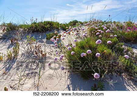 Troia peninsula, Grandola municipality, Alentejo, Portugal, Europe. View Large Photo Image Stock Image - Troia peninsula, Grandola municipality, Alentejo, Portugal, Europe.. Fotosearch
