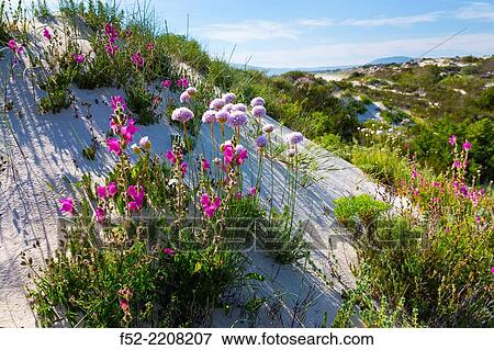 Troia peninsula, Grandola municipality, Alentejo, Portugal, Europe. View Large Photo Image Stock Photo - Troia peninsula, Grandola municipality, Alentejo, Portugal, Europe.. Fotosearch