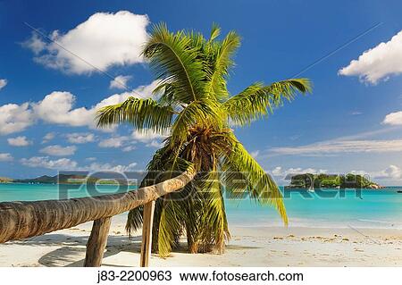 Tropical beach with Palm Tree at Anse Volbert, Praslin, Seychelles, Indian Ocean. View Large Photo Image Stock Image - Tropical beach with Palm Tree at Anse Volbert, Praslin, Seychelles, Indian Ocean.. Fotosearch