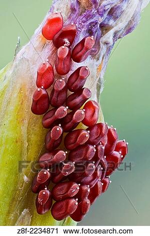 Stock Image - True bug eggs on a wild flower; they allways lay eggs on floating plant parts, like leaves or this flower.. Fotosearch