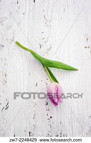 Tulip flower lying on weathered wooden surface. View Large Photo Image Stock Photo - Tulip flower lying on weathered wooden surface.. Fotosearch