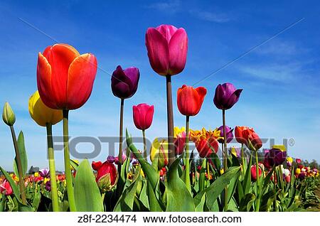 Tulip flowers at Wooden Shoe Tulip Company, Woodburn, Oregon. View Large Photo Image Picture - Tulip flowers at Wooden Shoe Tulip Company, Woodburn, Oregon.. Fotosearch