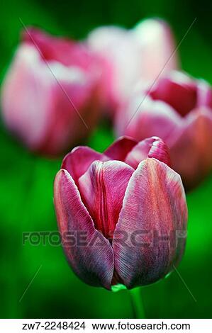 Tulipa Triumph Tulip variety Negrita spring flowering bulb. View Large Photo Image Picture - Tulipa Triumph Tulip variety Negrita spring flowering bulb.. Fotosearch