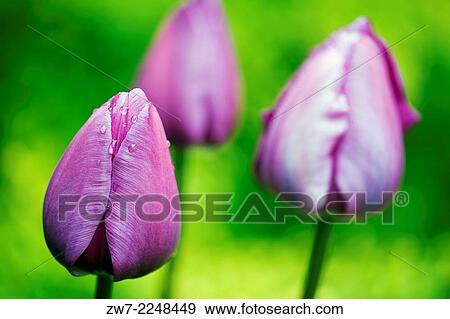 Tulipa Triumph Tulip variety Negrita spring flowering bulb. View Large Photo Image Stock Photo - Tulipa Triumph Tulip variety Negrita spring flowering bulb.. Fotosearch