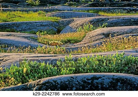 Stock Photograph - Tundra plants, Churchill, Manitoba, Canada.. Fotosearch