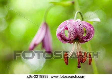Stock Photo - Turk´s cap lily or Martagon - Lillium Martagon -, Naturel Parc de la Chartreuse, Savoie, Rhône-Alpes, France.. Fotosearch