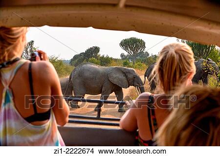 Picture - two tourists in jeep filming passing elephant herd on the road. Fotosearch
