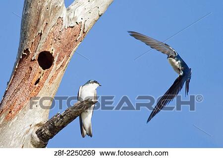 Two Tree Swallows next to tree hole nest, one perched and one in flight. (Tachycineta bicolor). Bolsa Chica Wetlands, California. View Large Photo Image Stock Photo - Two Tree Swallows next to tree hole nest, one perched and one in flight. (Tachycineta bicolor). Bolsa Chica Wetlands, California.. Fotosearch