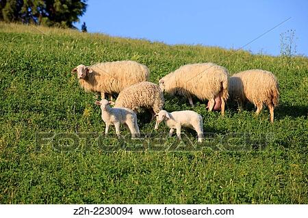 Picture - Typical scenary of Crete Senesi, Asciano, Siena, Tuscany, Italy.. Fotosearch