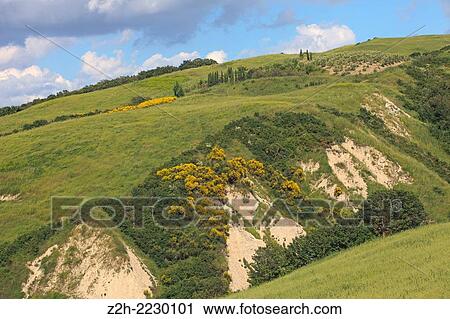 Stock Image - Typical scenary of Crete Senesi, Asciano, Siena, Tuscany, Italy.. Fotosearch