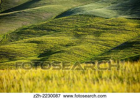 Typical scenary of Crete Senesi, Asciano, Siena, Tuscany, Italy. View Large Photo Image Stock Photo - Typical scenary of Crete Senesi, Asciano, Siena, Tuscany, Italy.. Fotosearch