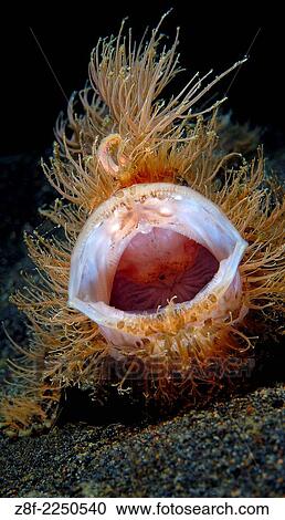 Unusual Hairy Frogfish mouth stretches at TK2 divesite, Lembeh Strait. View Large Photo Image Stock Image - Unusual Hairy Frogfish mouth stretches at TK2 divesite, Lembeh Strait.. Fotosearch
