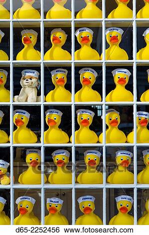 USA, Massachusetts, Cape Cod, Chatham, rubber duckies. View Large Photo Image Stock Photograph - USA, Massachusetts, Cape Cod, Chatham, rubber duckies.. Fotosearch