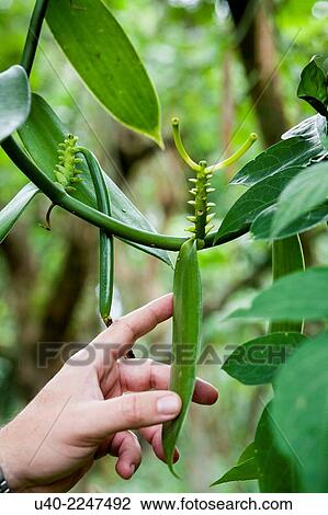 Vanilla. View Large Photo Image Stock Image - Vanilla.. Fotosearch