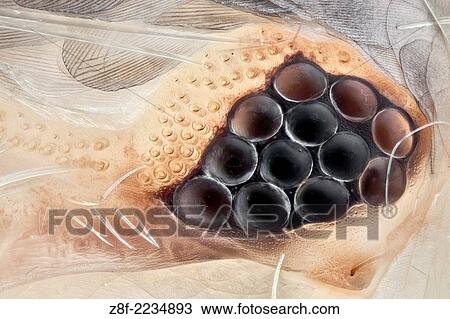 Stock Image - Very high magnification shot of a silverfish eye; a special technique was used to reveal all the eye surface texture in order to get a SEM like image, but with colour.. Fotosearch