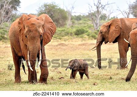Very young Elephant Baby, loxodonta africana, playing around with its family, Tsavo East National Park, Kenýa. View Large Photo Image Stock Image - Very young Elephant Baby, loxodonta africana, playing around with its family, Tsavo East National Park, Kenýa.. Fotosearch