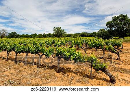 Stock Photo - Vine Stock near Bonnieux, Provence, France.. Fotosearch
