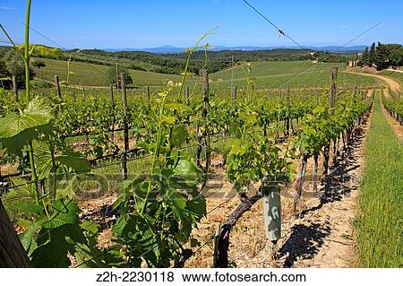 Stock Photo - Vineyard, Chianti Region, Tuscany, Italy.. Fotosearch