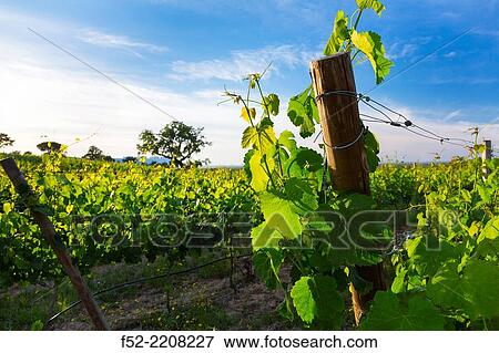 Vineyard, Concelho de Grandola, Alentejo, Portugal, Europe. View Large Photo Image Stock Photo - Vineyard, Concelho de Grandola, Alentejo, Portugal, Europe.. Fotosearch